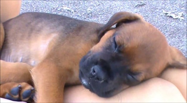 Boxweiler-Sleeping-Little-Puppy