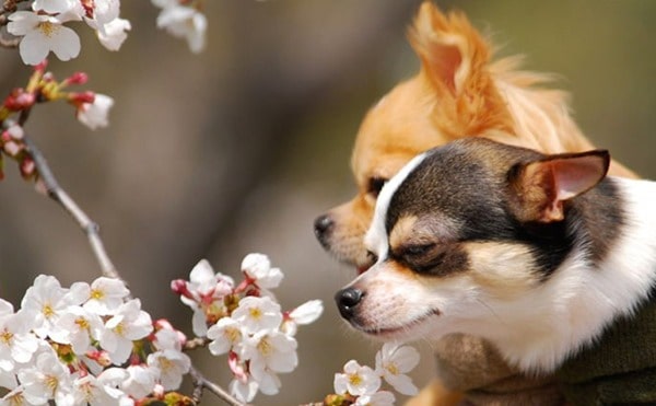 Chihuahuas-Beautiful-Day