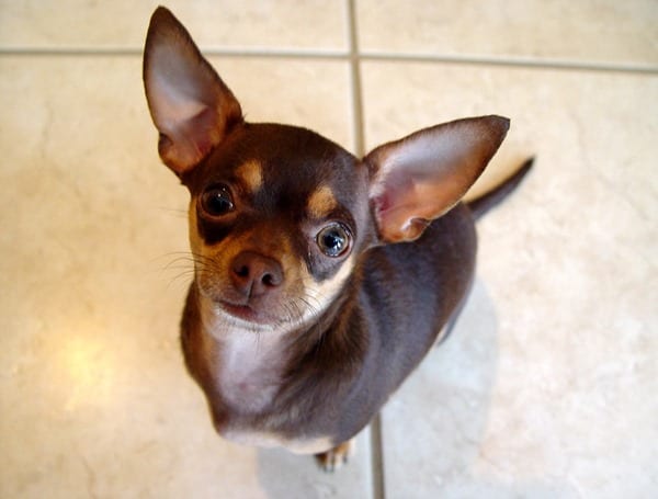 Chihuahuas-Curious