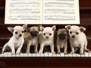 Chihuahuas-Cute-Little-Puppies
