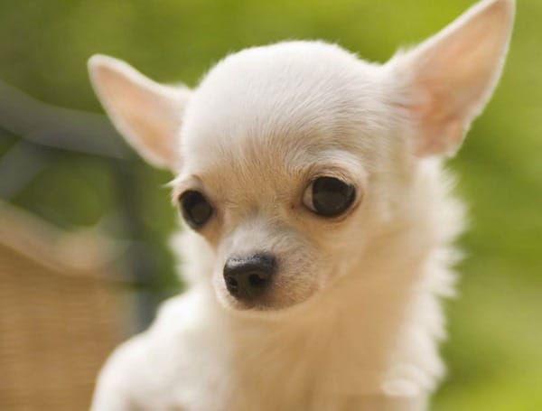 Chihuahuas-Cute-Puppy