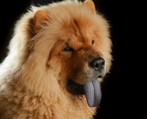 Chow-Chows-Blue-Toung