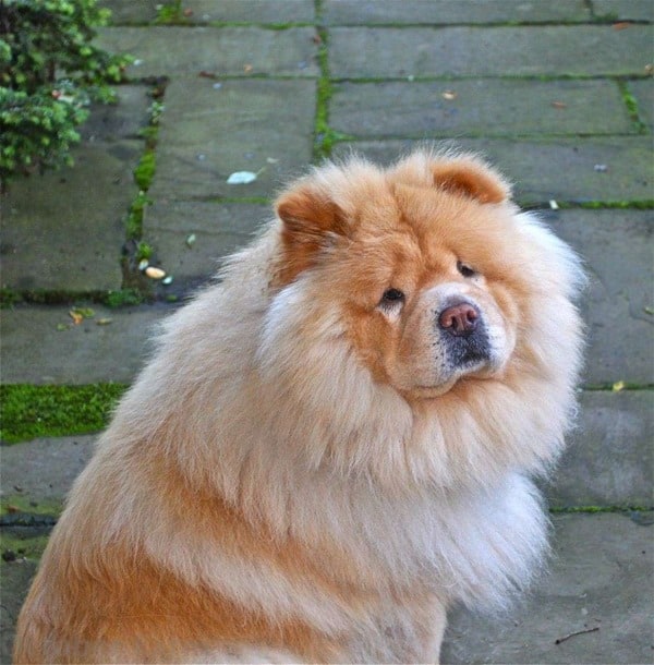 Chow-Chows-Portrait