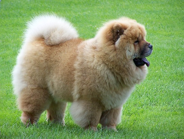 Chow-Chows-Pose