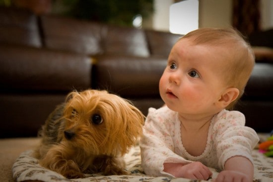 Curious-Baby-And-Cute-Dog