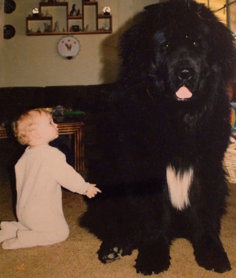 Fluffy-Giant-Dog
