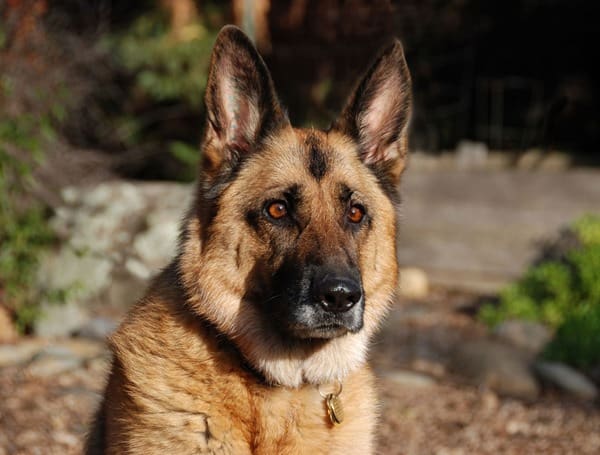 German-Shepherd-Curious