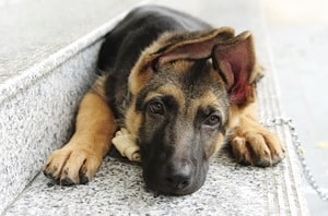 German-Shepherd-Cutte-Puppy-Tired
