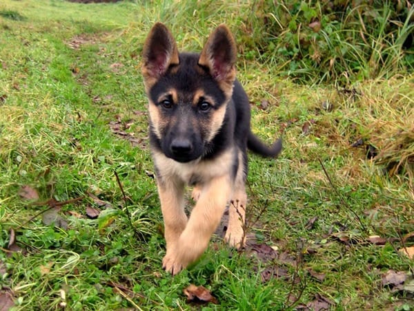 German-Shepherd-Little-Puppy-Lost