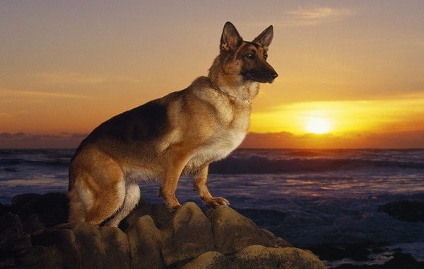 German-Shepherd-Sunset