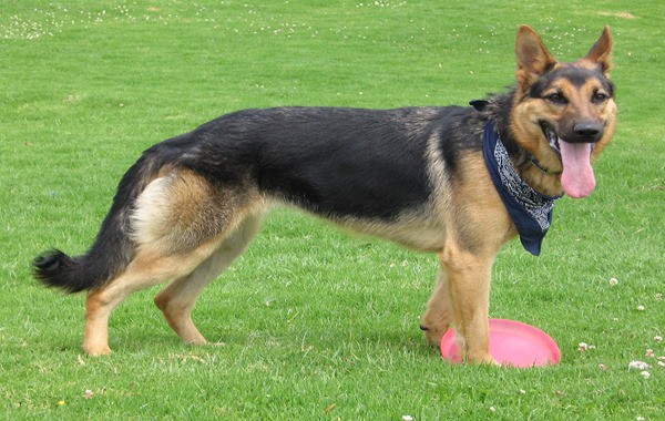 German-Shepherd-Thirsty