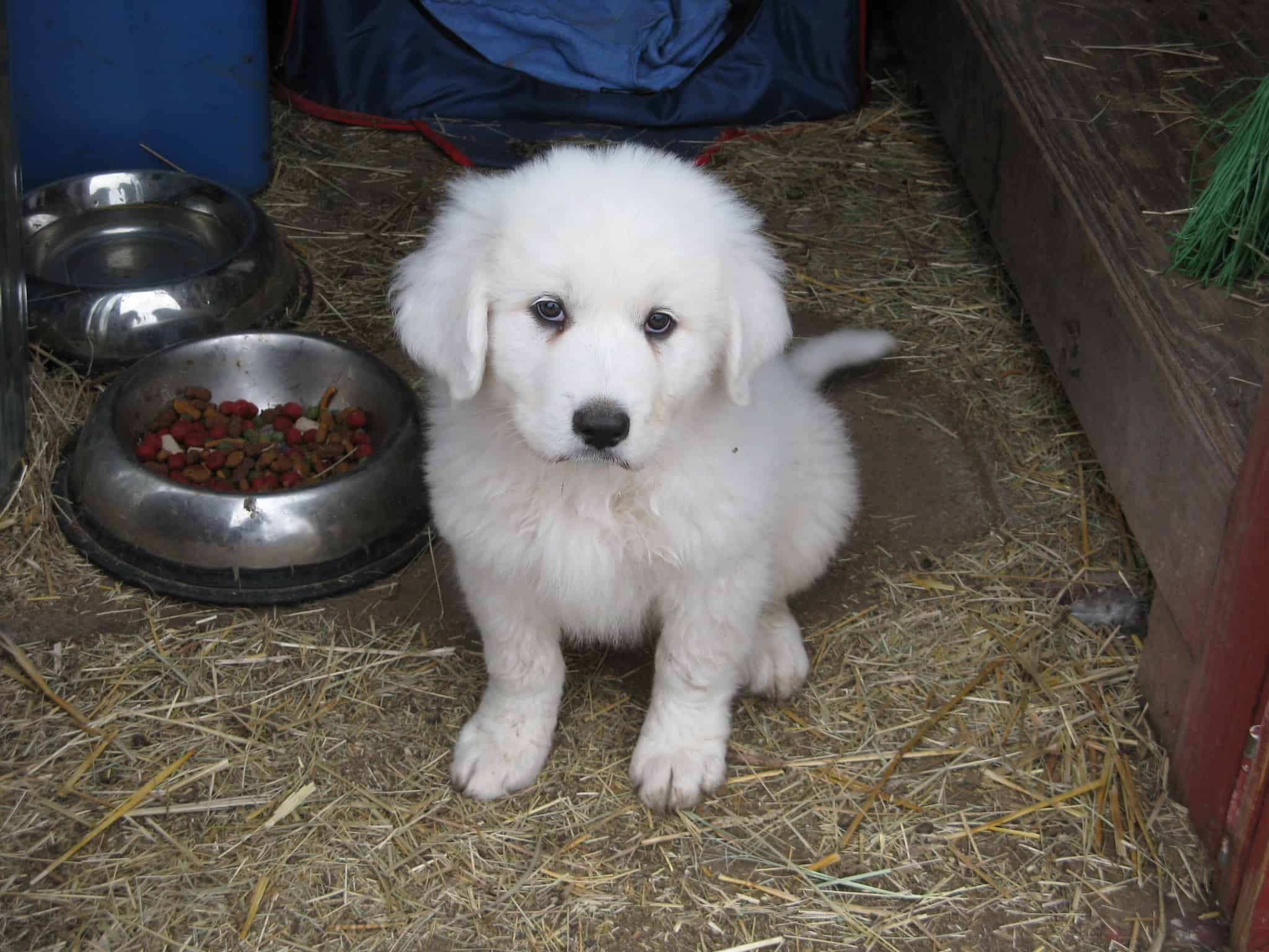 Golden Pyrenee, Golden Retriever And The Great Pyrenees 