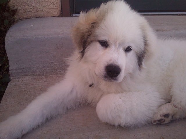 Adorable English Cream Golden Retriever Great Pyrenees Mix