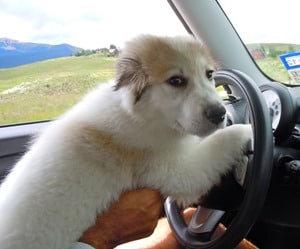 Golden-Pyrenees-Out-For-A-Drive