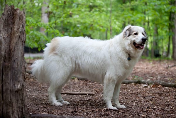 Golden-Pyrenees-Play-Time-In-The-Forest