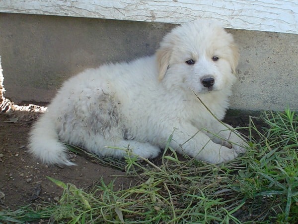 Golden-Pyrenees-Tired-And-Dirty