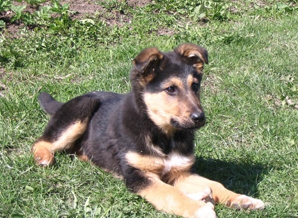 Golden-Shepherd-Little-Puppy-Relaxing