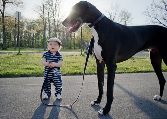 Huge-Dog-And-Cute-Baby