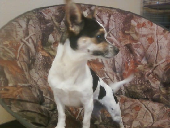 Jack-Chi-1