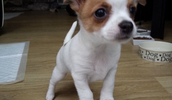 Jack-Chi-Little-Puppy