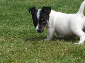 Jack-Chi-Outside-Play