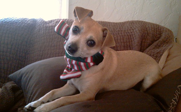 Jack-Chi-Relaxing-For-Cristmas