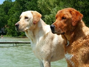 Labrador-Retriever-Bath-Time