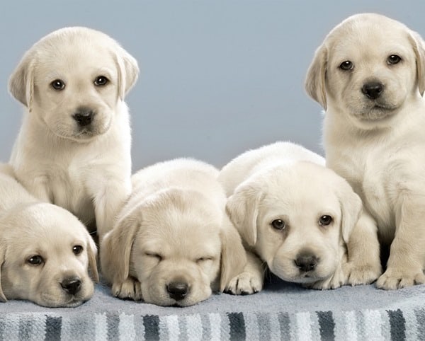 Labrador-Retriever-Big-Family