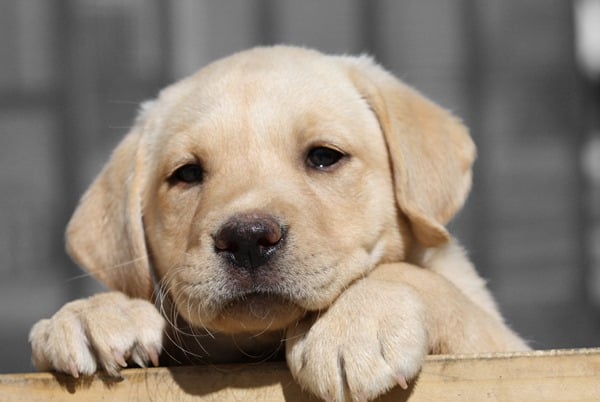 Labrador-Retriever-CUte-Puppy