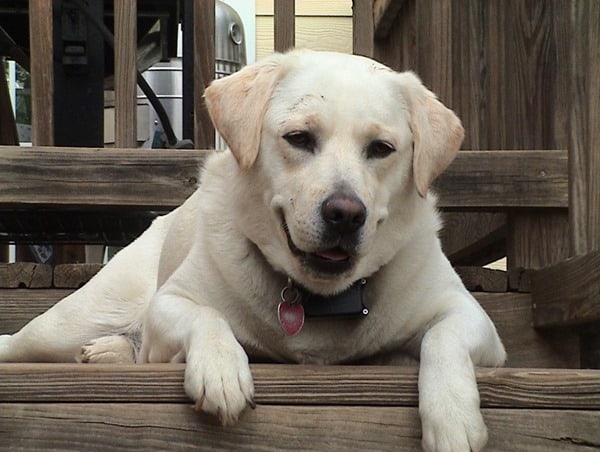 Labrador-Retriever-Old-Pup