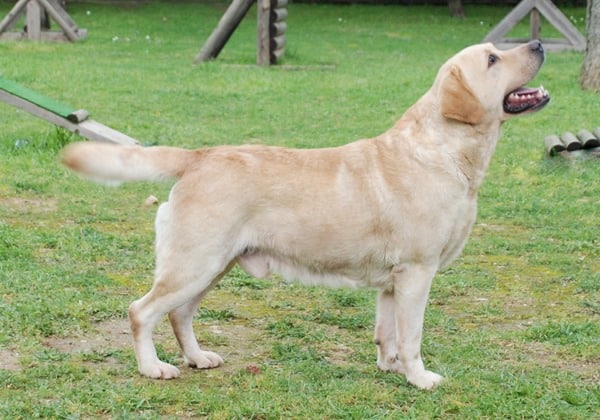 Labrador-Retriever-Pose
