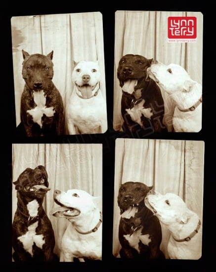 PittBulls-Being-Crazy-Happy