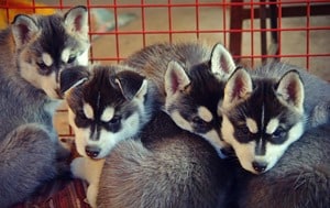 Pomsky-Big-Family