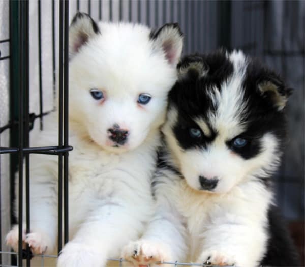 Pomsky-Brothers