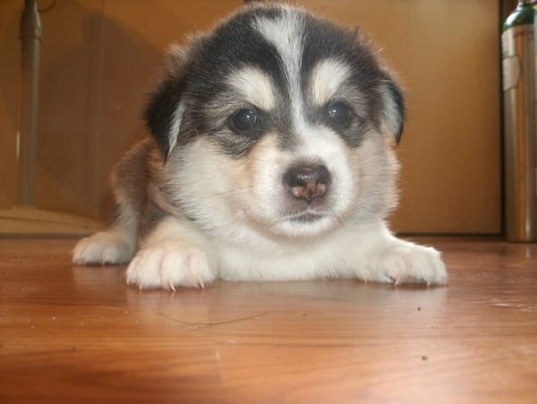 Pomsky-Little-Puppy