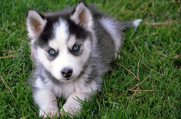 Pomsky-Lost-In-The-Grass