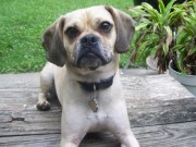 Puggle