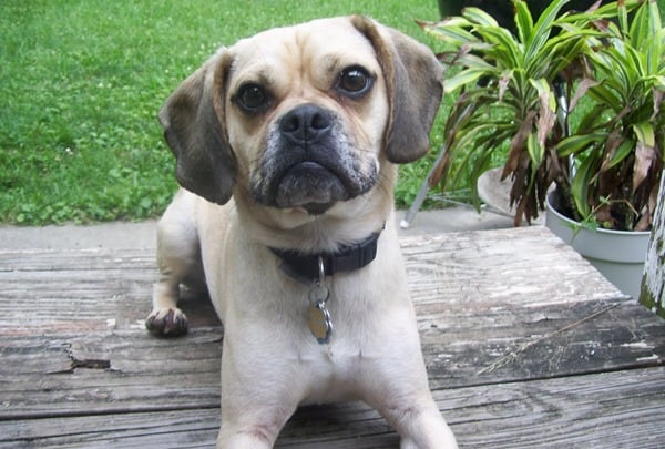 Puggle-Angry