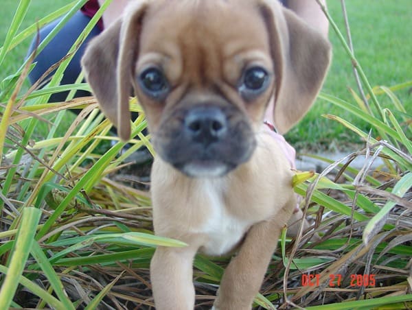 Puggle-Close-And-Personal