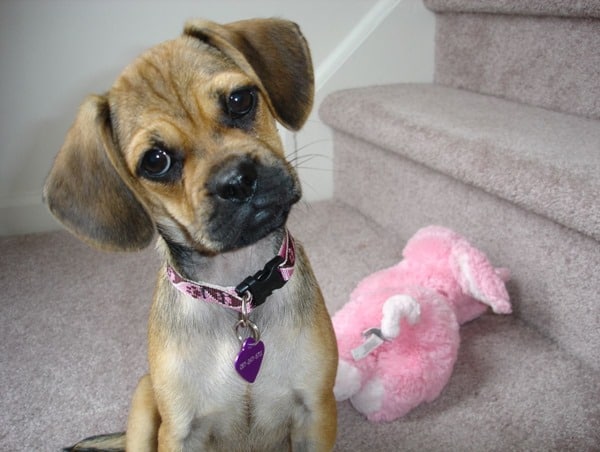 Puggle-Curious