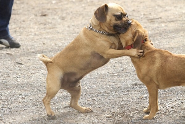 Puggle-Free-Hug