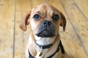 Puggle-Listening