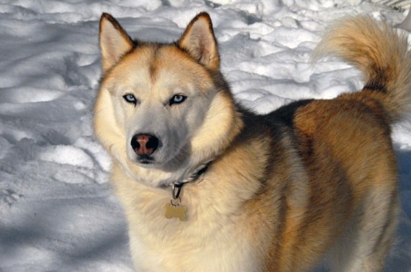 Siberian-Husky-Curious