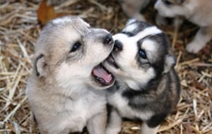 Siberian-Husky-Cute-Puppies