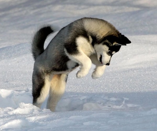 Siberian-Husky-Hungry-And-Looking