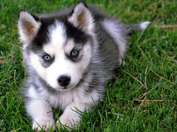 Siberian-Husky-Lost-In-Grass