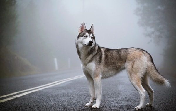 Siberian-Husky-Lost