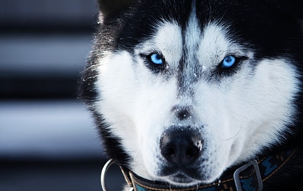 Siberian-Husky-Portrait