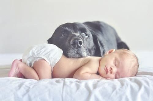 Sleeping-Baby-And-Dog-On-Guard