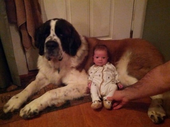 Who-Is-Bigger-Baby-Or-The-Dog